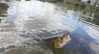 Tenkara fishing on the Marne