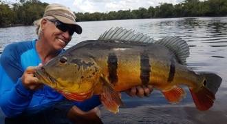 Pêche du peacock bass en Amazonie Brésilienne