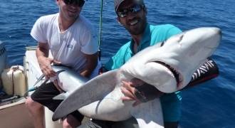 Pêche du requin au large du Bassin d'Arcachon