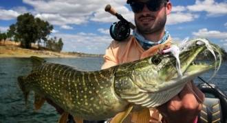 Fly fishing for pike and black-bass in Extremadura