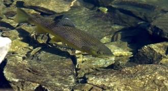 Fly fishing in Cevennes and Languedoc