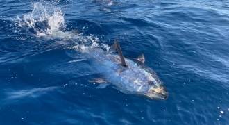 Big tuna fishing in the Mediterranean