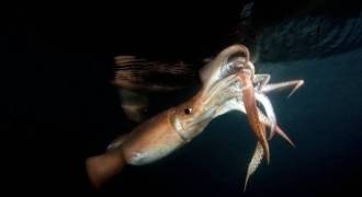 Pêche du calamar en Corse de nuit