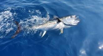 Bluefin tuna fishing in France