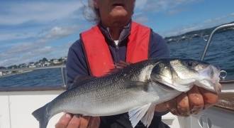 Seabass fishing and pollock fishing in Finistere