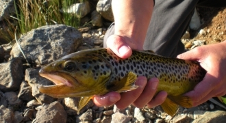 Trout fishing with baits in Hautes-Alpes