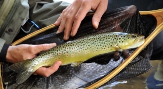 Trout fishing in Pyrenees Atlantique
