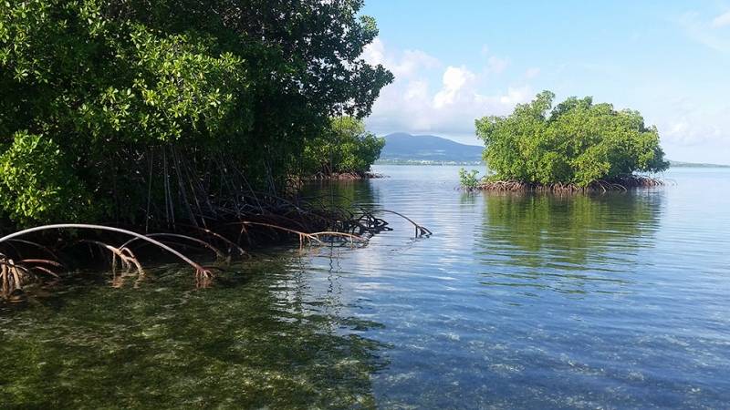 Découverte de la pêche en Guadeloupe dans la mangrove