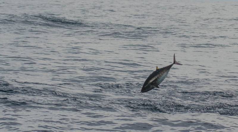 Bluefin tuna fishing on fly