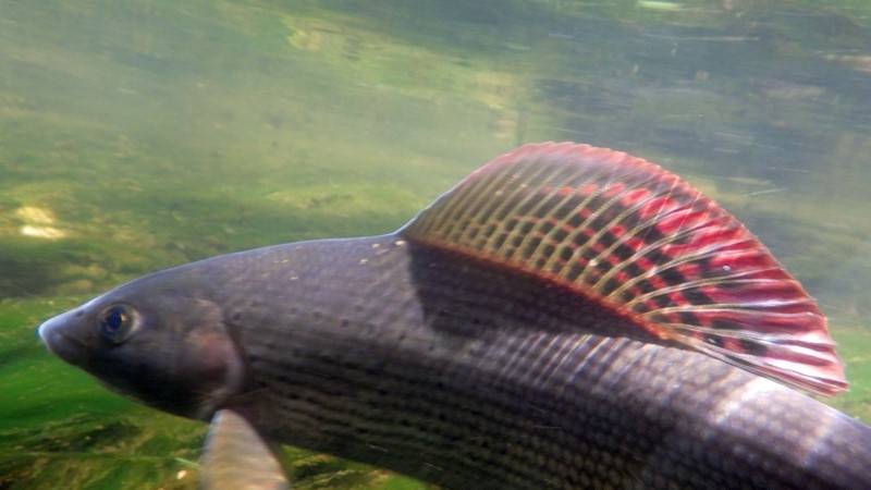 Trout and grayling fishing in Loire and Haute-Loire