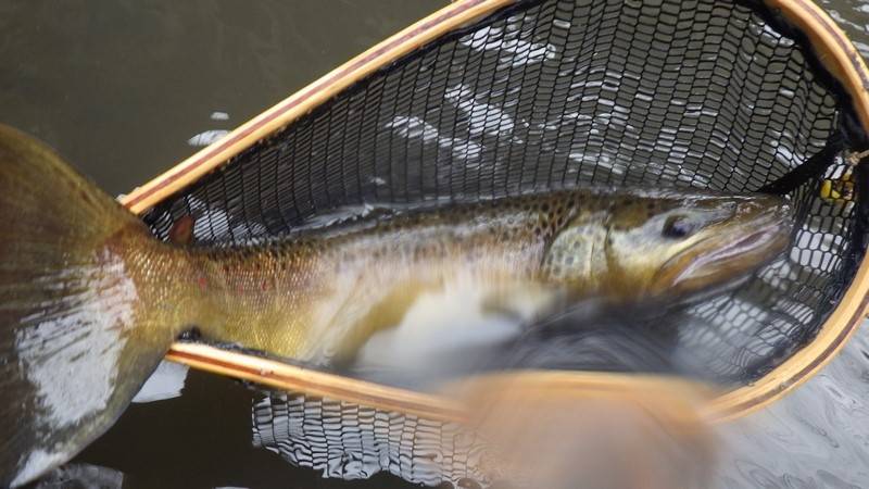 Trout and grayling fishing in Loire and Haute-Loire