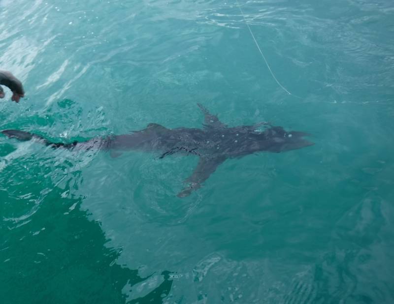 Pêche du requin au large du Bassin d'Arcachon