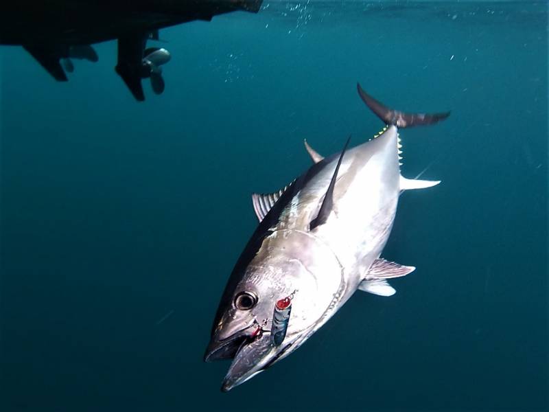 Tuna fishing in Arcachon with lure