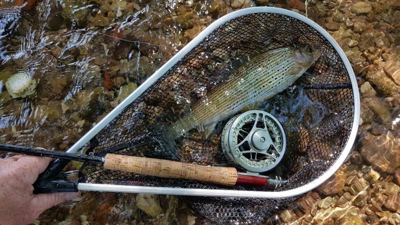 Trout fishing in Vosges rivers