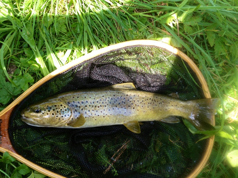 Stage de pêche à la mouche dans le Jura et le Doubs