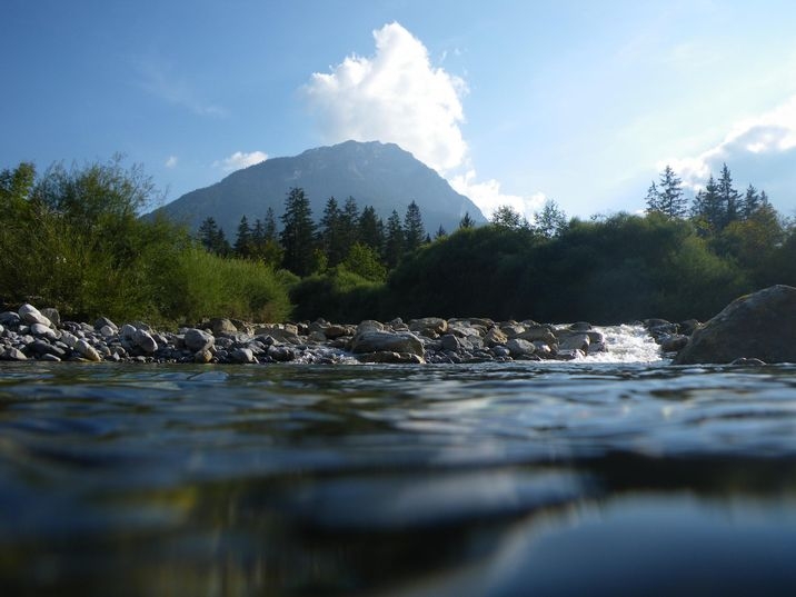 Trout fishing in Savoie and Haute-Savoie