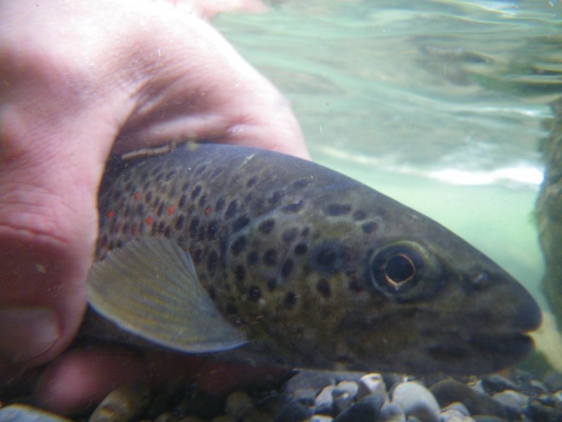 Trout fishing in Savoie and Haute-Savoie
