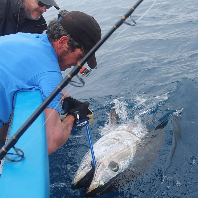 Bluefin tuna fishing in Mediteranean sea
