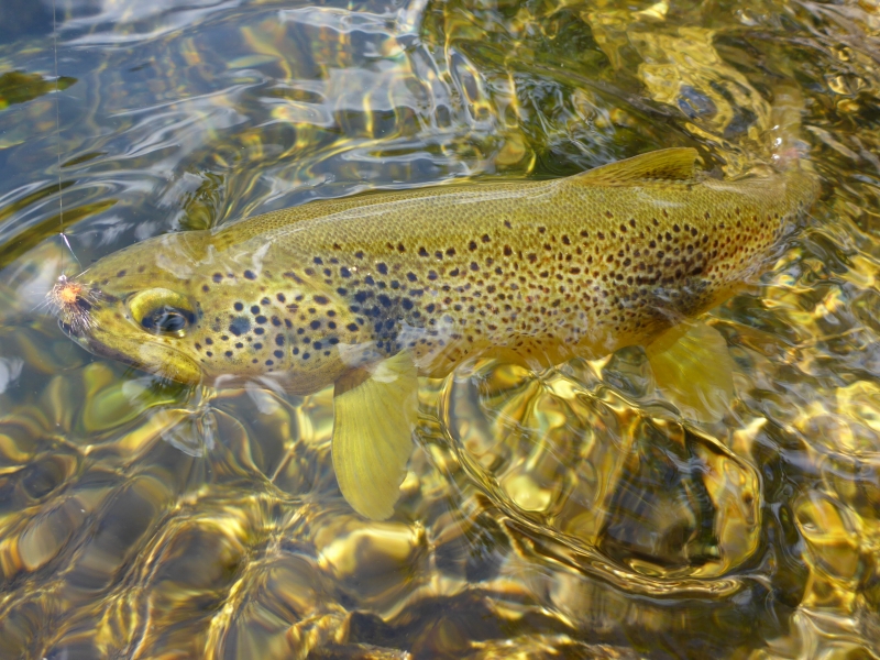 Discover fly fishing in Ardèche
